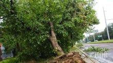 Дървото, което затисна мъжа в Борисовата градина, се е изтръгнало от корена
