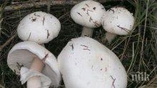 Мухоморки тръшнаха четирима - объркали ги с печурки