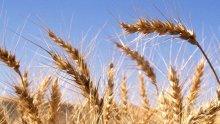 Засетите масиви с пшеница в Добричка област надхвърлят 1 000 000 декара 