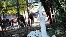 Бял ангел в Борисовата градина! Паметникът е поставен на лобното място на убития Георги