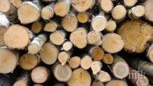 Три институции се обединяват за засилване на контрола върху добива на дървесина