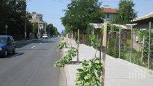 Вандалска проява! Дете изкорени 200 дръвчета във Велико Търново