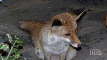  В Пазарджик ваксинират лисиците срещу бяс