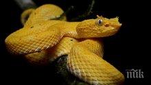Най-отровните змии в света на живо в Пловдив    