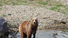 Търсят с "джипиес" кафяви мечки в Родопите