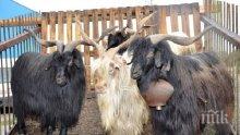 БАБХ ограничи придвижването на голямо стадо в костендилско село