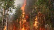 Изгоряха 40 декара ниска растителност край Асеновград, гората е спасена 