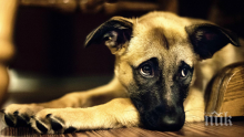 В Силистренска община започват проверки за безстопанствени кучета