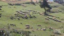 Крути мерки: Животни без овчар ще се колят и изгарят