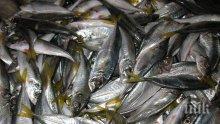 Рибовъдите няма да пипат цената на рибата за Никулден