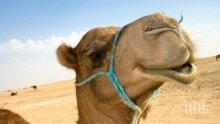 Бяла камила и камилче са новите обитатели на варненския зоопарк