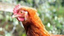 Япония е забранила вноса на птиче месо от Франция заради случаи на птичи грип