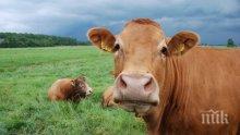 Кравешки „барометър” показва времето на хижа „Мальовица”