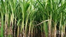 Фреш от захарна тръстика ще се предлага на Фермерския пазар в Бургас