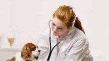 138 ветеринарни лекари са регистрирани във Варна