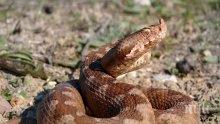 Ужас! Змия излезе на припек в Дунавския парк на Силистра
