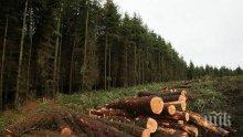Горски инспектори от Бургас задържаха незаконна дървесина