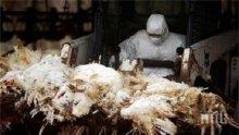 Съмнения за птичи грип в кърджалийско, умират птици неясно защо 