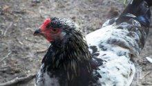 Огнище на Нюкясълска болест по птици в Кърджалийско