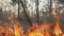 Еколози сезират прокуратурата за пожарите в „Калимок-Бръшлен“