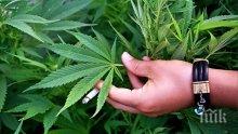 Учени от БАН искат легализация на марихуаната