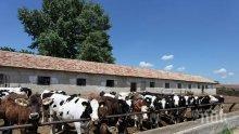 Започват проверки на 80 млечни ферми в област Велико Търново