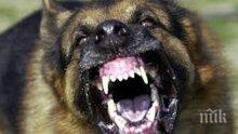 ЗЛОВЕЩО! Незаконни боеве с кучета в Банско, полицията обискира автомобили (снимки)