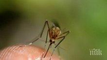 Комари нападнаха Бургас