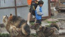 В Бургас искат 45 хил. лева за закупуването на парцел за изграждане на Спасителен център за животни