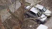 ПИК TV: Изрязаха дърветата във Варна, няма кой да прибере клоните