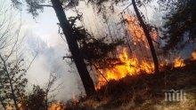 Пожар обхвана 150 декара гора край Перник