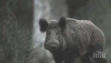 Откриват ловния сезон на дребен дивеч и групов лов на дива свиня