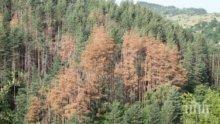 Горите на България съхнат заради Тома Белев и корояда