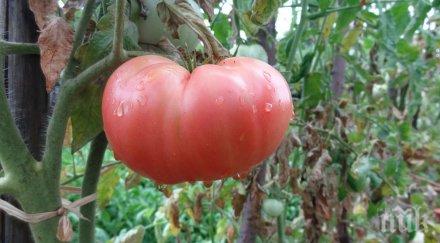 Криза! Родни производители се оплакват, че няма пазар за розовия домат