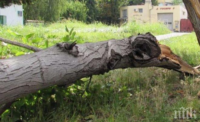 ШОК! Дърво се стовари пред млада жена в Пловдив! По чудо не я премаза