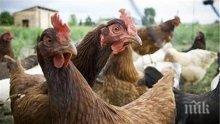 Русия спря вноса на пилешко месо от България