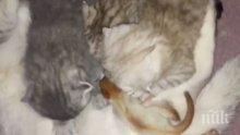 МИЛО! Котка осинови и накърми новородена катеричка