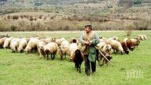 Заплатата на овчар до 1500 лв., ще внасяме от Виетнам