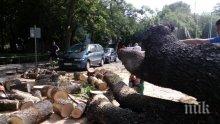 НЕЛЕП ИНЦИДЕНТ! Дърво премаза две коли в Пловдив