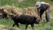 България се отърва от класическата чума по свинете