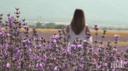 Ароматна феерия! Фестивал на лавандулата в Карлово