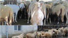 ГОРЕЩА ТЕМА! Има ли опасност за хората след чумата и какви са симптомите на болестта