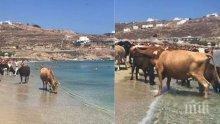ШОК НА БАРОВСКИ ПЛАЖ! Крави нахлуха сред туристите на Миконос (СНИМКИ)