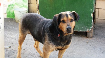 лекари спасяват бебе наръфано звяр