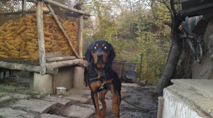 почина детето нападнато куче