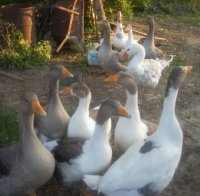 Забрана за производството на гъши дроб искат депутати от ЕС 