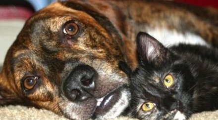 семейство котки кучета