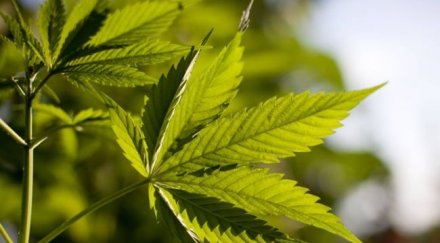 хванаха шанаджия