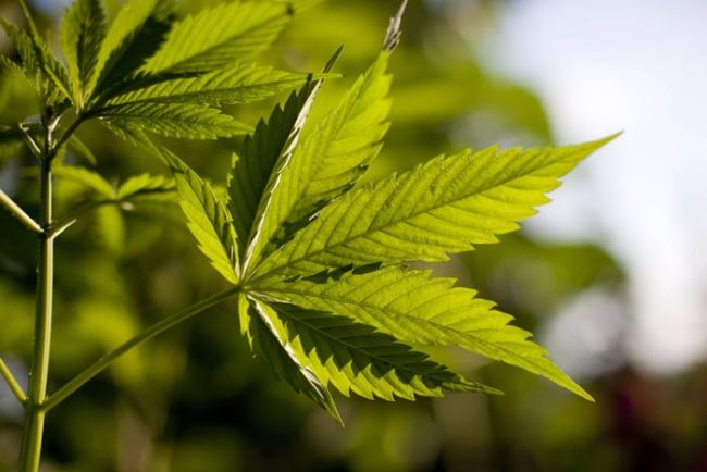 Хванаха шанаджия