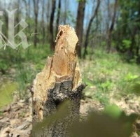 Хванаха двама с незаконна дървесина